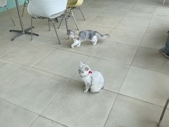 -怪兽屋·羊驼·猫咖·狗咖(俊华广场店)