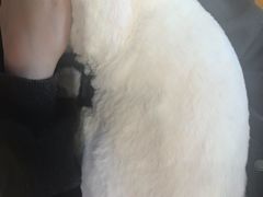 -大型宠物商超·宠海王国·宠物猫狗活体·用品·美容(新世界百货重庆店)