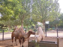 -长白岛森林公园