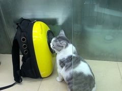 -瑞派动物医院·猫专科·至诚(江南中分院)