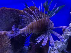 -洛阳龙门海洋馆