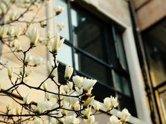 -永記粤菜·五指毛桃花雕鸡煲(九亭店)