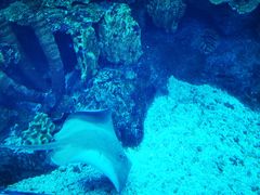 -迪拜水族馆及水下动物园