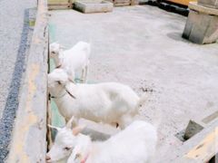 -前小桔亲子创意农场·草莓采摘·露营烧烤