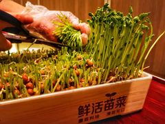 活体豆苗-湊湊火锅·茶憩(打浦桥日月光店)