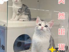 -lincat·猫舍(广州店)