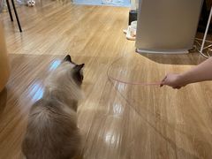 -滚猫咖啡·猫咖·猫友好撸猫(未来城店)