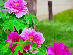 -国家植物园南园