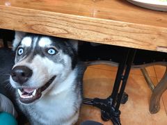 -more than meow吴止猫主题餐厅(承德 中船汇店)