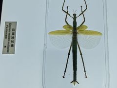 -上海昆虫博物馆