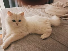-猫大福·Fortune Cat猫舍(百子湾店)