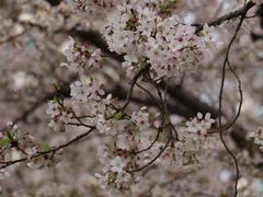 -西北湖绿化广场