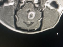 -北京派仕佳德动物医院·超导核磁·CT·神经科·骨科·内外科·急重症管理中心
