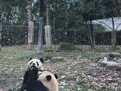 -都江堰中华大熊猫苑