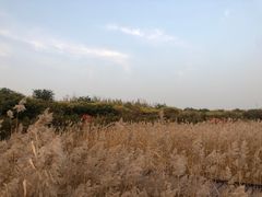 -西青郊野公园
