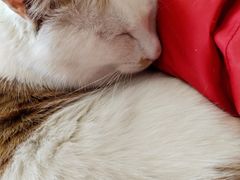 -平行世界·猫咖(首经贸店)