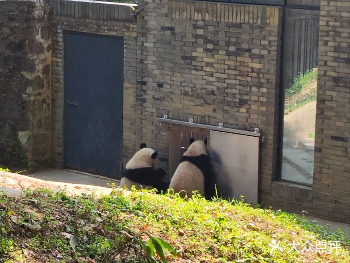 都江堰中华大熊猫苑图片