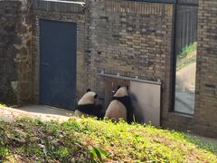 -都江堰中华大熊猫苑