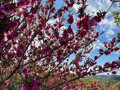 -北京西山国家森林公园