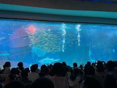 -海合安成都极地海洋公园