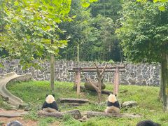 -都江堰中华大熊猫苑