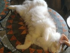 -猫猫幼稚园·撸猫·桌游·电玩