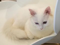 -飞行喵MR PILOT|猫舍·猫咖(静安大融城店)
