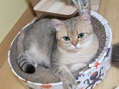 -Meowの猫咖(万家丽店)