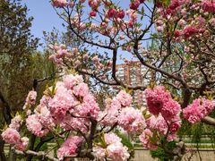 -海棠花溪(元大都城垣遗址公园)