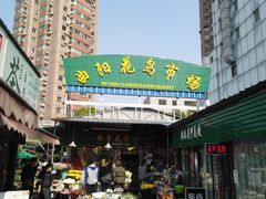 -曲阳花鸟市场(曲阳路店)