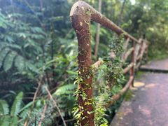 -海南热带雨林国家公园吊罗山景区