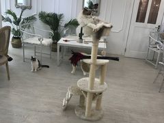 -共舞时光猫咖·狗咖(新街口店)