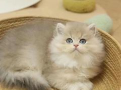 -欣宠猫屋·矮脚拿破仑·蓝金金渐层