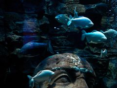 -成都浩海立方海洋公园