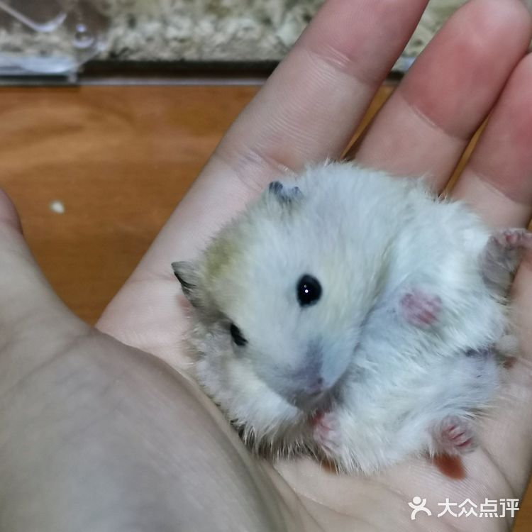 繁殖能力报表的小仓鼠（一家16口）