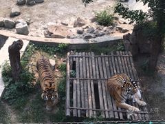 -辛玛王国游乐园