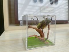 -北戴河集发农业梦想王国