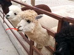 -栾川竹海野生动物园