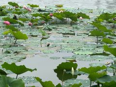-成都南湖公园