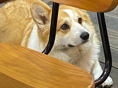 -肥朵食堂(带梦胡同店)