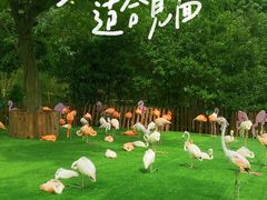 -上海野生动物园