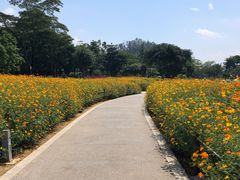 -顺峰山公园