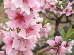 -南汇桃花村
