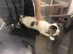 -1013 PET SHOP精品宠物商店(丁香店)