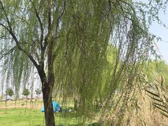 -漕湖湿地公园