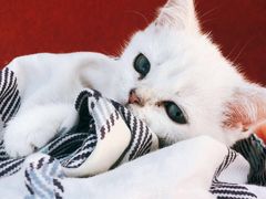 -东方名猫馆·英短金渐层布偶猫舍(环线广场1号楼店)