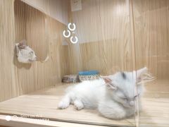 -屋虎猫馆(宝安大仟里店)