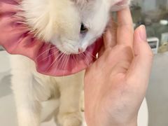 -楼上猫咖(罗湖店)