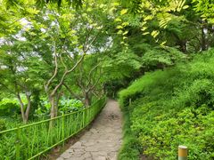 -嘉定紫藤园