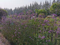 -上海长兴岛郊野公园